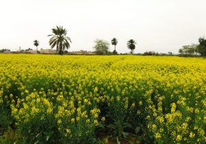 عکس مزارع سوسنگرد