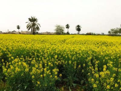 عکس مزارع سوسنگرد