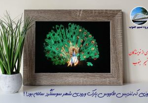 عکس طاووس سوسنگرد