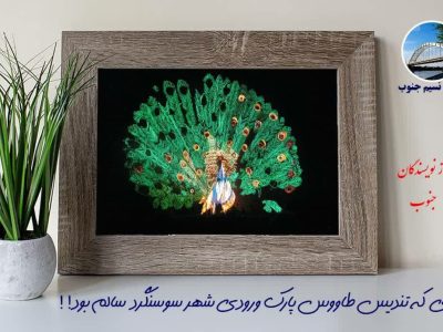 عکس طاووس سوسنگرد