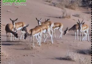 ضربه ای قاطع به متخلفان حیات وحش