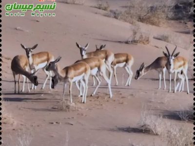 ضربه ای قاطع به متخلفان حیات وحش